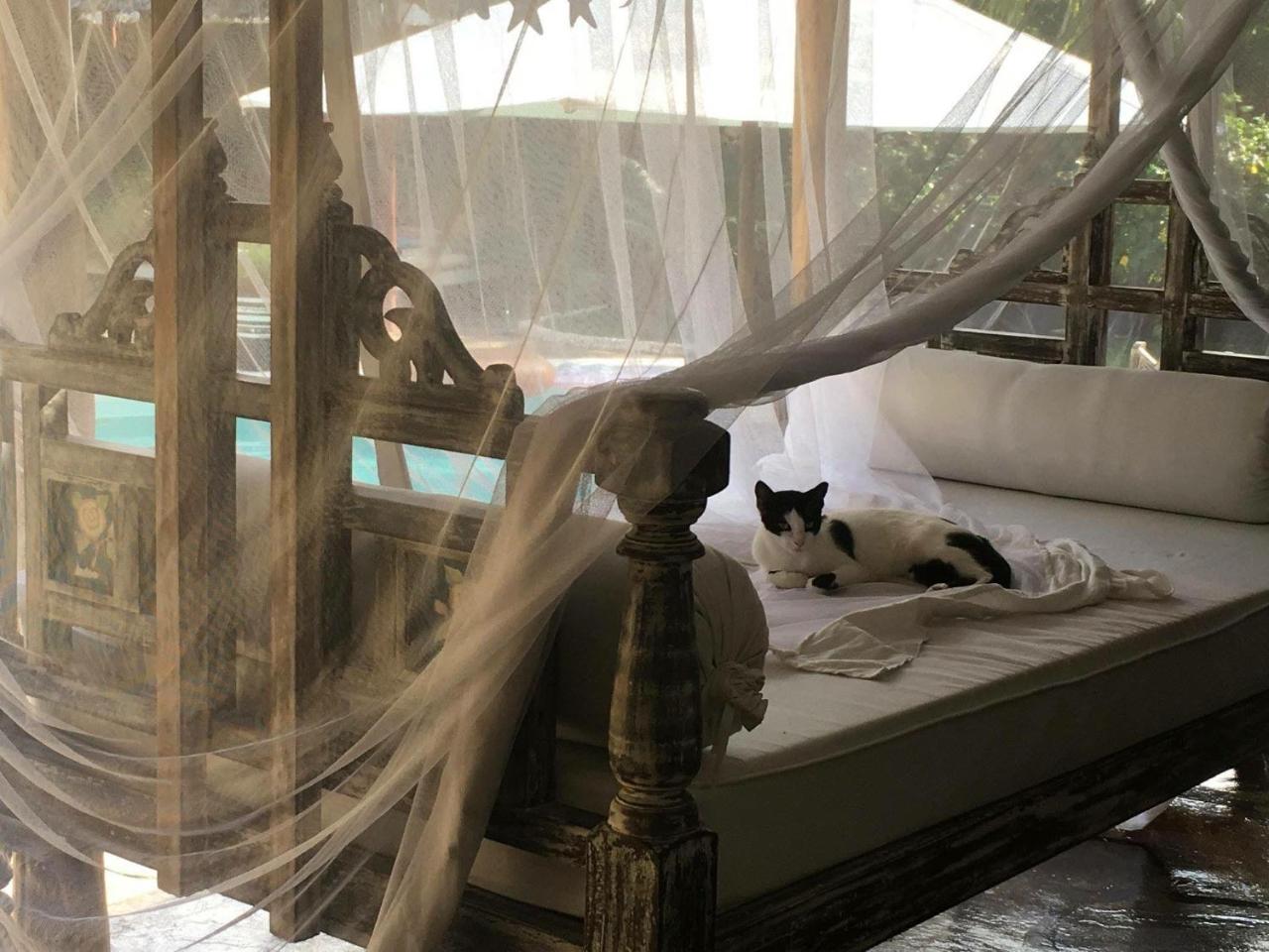 مبيت وإفطار واتامو Pashmina House المظهر الخارجي الصورة